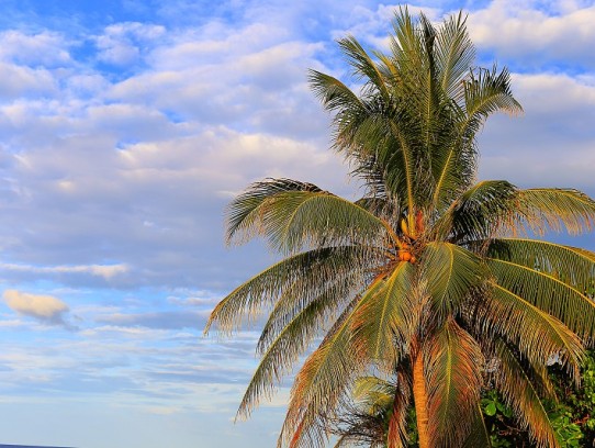  Discover the Allure of Travelers Palm Trees: A Tropical Paradise Awaits