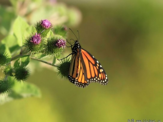 Butterfly Attracting Plants in Florida: A Comprehensive Guide to Gardening for Flutter Friends